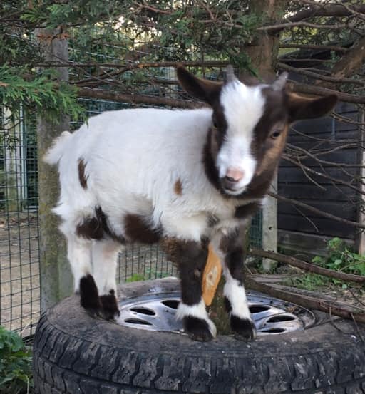 Open days – Meet the animals