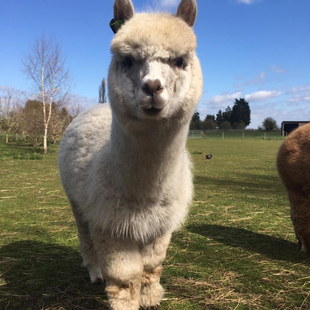 A few Chapel Farm Residents