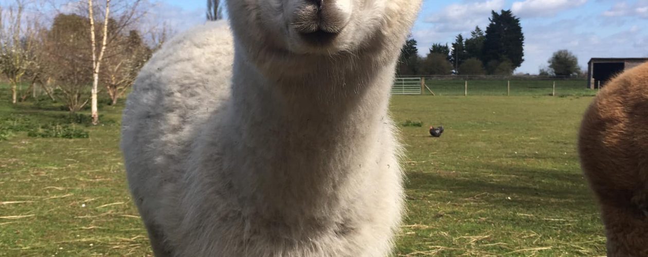 A few Chapel Farm Residents